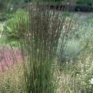 Molinia caerulea 'Moorhexe' C2 - afbeelding 4