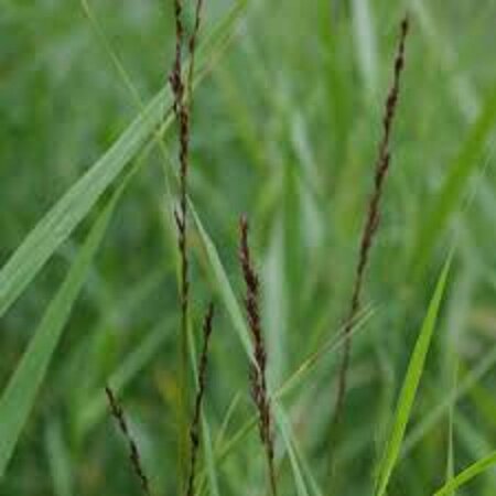 Molinia caerulea 'Moorhexe' C2 - afbeelding 5