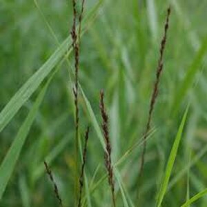 Molinia caerulea 'Moorhexe' C2 - afbeelding 5