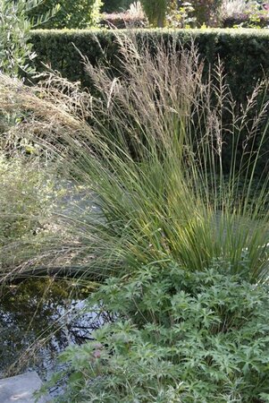 Molinia caerulea 'Moorhexe' C2 - afbeelding 9