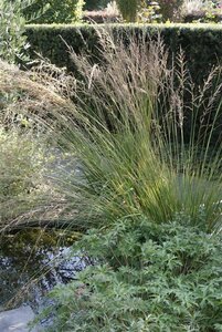 Molinia caerulea 'Moorhexe' C2 - afbeelding 9