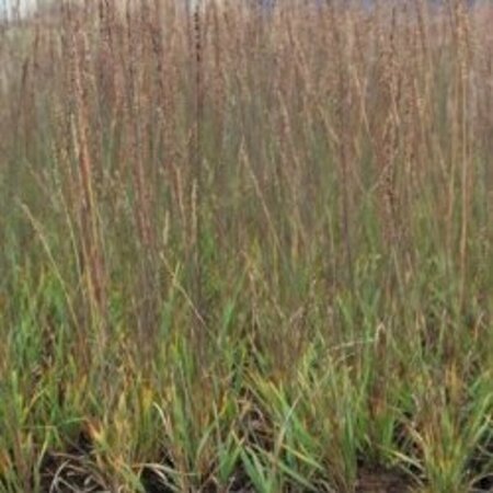 Molinia caerulea 'Moorhexe' C2 - afbeelding 7