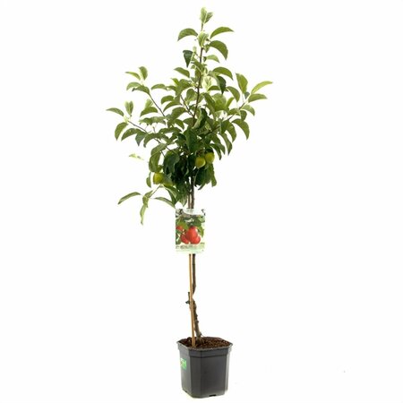 Malus d. 'Pinova' - afbeelding 1