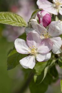 Malus d. 'Pinova' - afbeelding 2