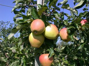 Malus d. 'Pinova' - afbeelding 3