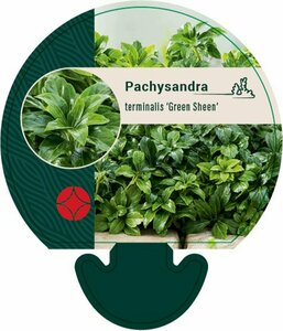 Pachysandra terminalis 'Green Sheen' P9 - afbeelding 15