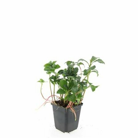 Pachysandra terminalis 'Green Sheen' P9 - afbeelding 14