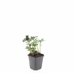 Pachysandra terminalis 'Green Sheen' P9 - afbeelding 5