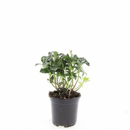 Pachysandra terminalis 'Green Sheen' P9 - afbeelding 3