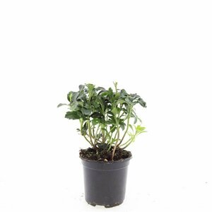 Pachysandra terminalis 'Green Sheen' P9 - afbeelding 3
