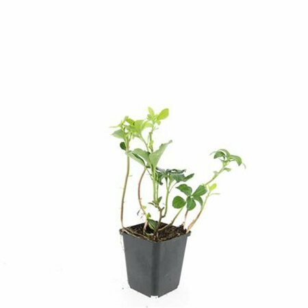 Pachysandra terminalis 'Green Sheen' P9 - afbeelding 13