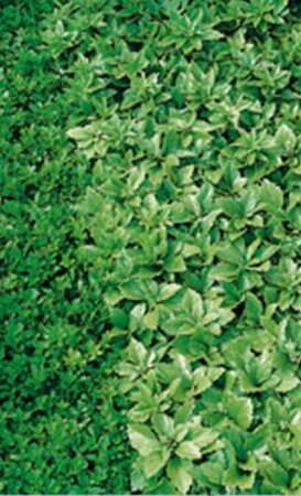 Pachysandra terminalis 'Green Sheen' P9 - afbeelding 17