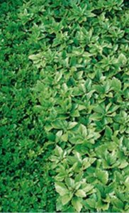 Pachysandra terminalis 'Green Sheen' P9 - afbeelding 17