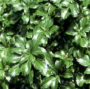 Pachysandra terminalis 'Green Sheen' P9 - afbeelding 16