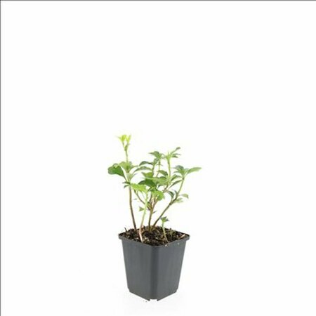 Pachysandra terminalis 'Green Sheen' P9 - afbeelding 12