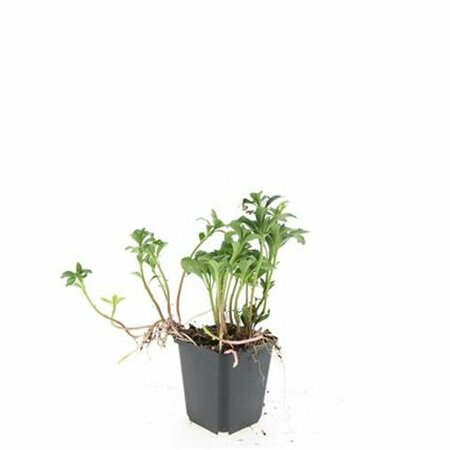 Pachysandra terminalis 'Green Sheen' P9 - afbeelding 11