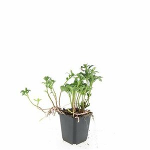 Pachysandra terminalis 'Green Sheen' P9 - afbeelding 11