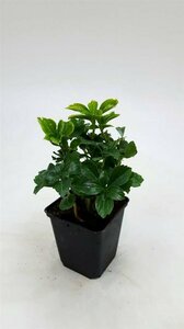 Pachysandra terminalis 'Green Sheen' P9 - afbeelding 10