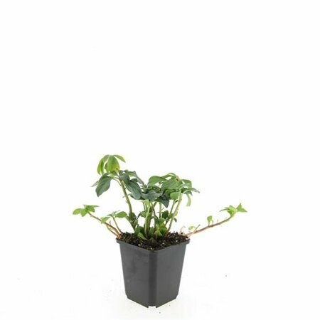 Pachysandra terminalis 'Green Sheen' P9 - afbeelding 9