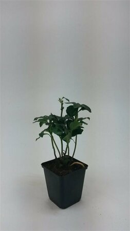 Pachysandra terminalis 'Green Sheen' P9 - afbeelding 8