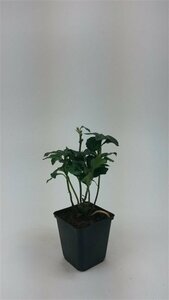 Pachysandra terminalis 'Green Sheen' P9 - afbeelding 8