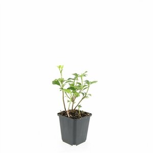Pachysandra terminalis 'Green Sheen' P9 - afbeelding 7