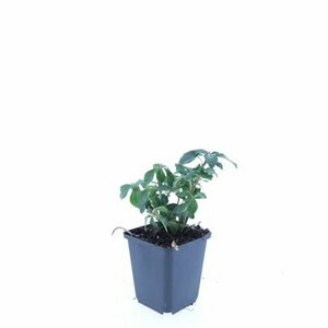 Pachysandra terminalis 'Green Sheen' P9 - afbeelding 6