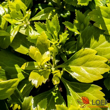Pachysandra terminalis 'Green Sheen' P9 - afbeelding 1