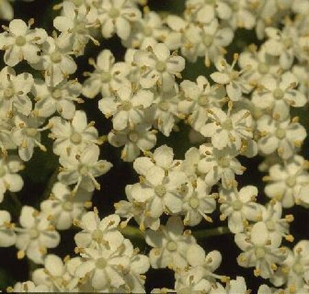 Sambucus nigra - afbeelding 2
