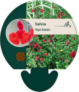 Salvia 'Royal Bumble' C2 - afbeelding 3