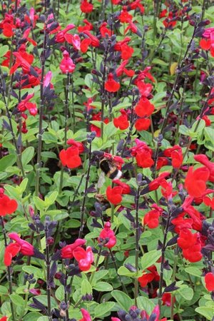 Salvia 'Royal Bumble' C2 - afbeelding 1