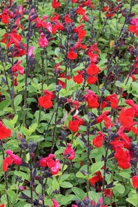Salvia 'Royal Bumble' C2