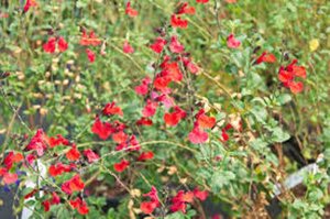 Salvia 'Royal Bumble' C2 - afbeelding 4