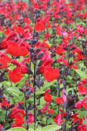 Salvia 'Royal Bumble' C2 - afbeelding 2