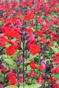Salvia 'Royal Bumble' C2 - afbeelding 2
