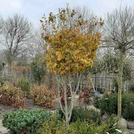 Parrotia persica 10-12 C. Geveerd - afbeelding 8