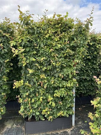 Parrotia persica 10-12 C. Geveerd - afbeelding 6