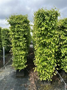 Parrotia persica 10-12 C. Geveerd - afbeelding 7