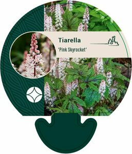 Tiarella 'Pink Skyrocket' P9