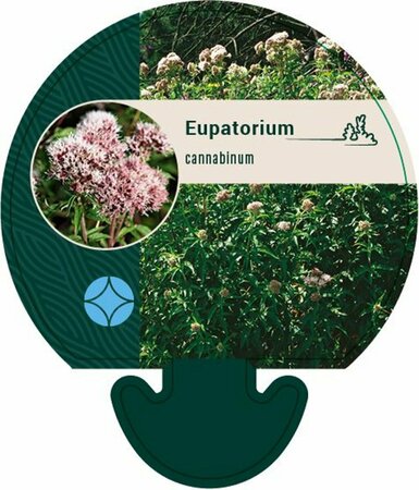 Eupatorium cannabinum P9