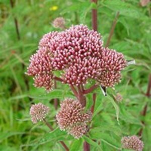 Eupatorium cannabinum P9