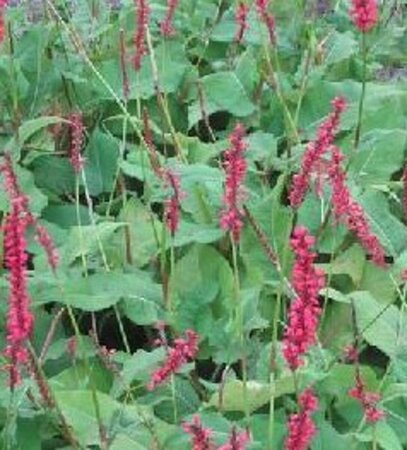 Persicaria amplexicaulis 'Firedance' P9 - afbeelding 1