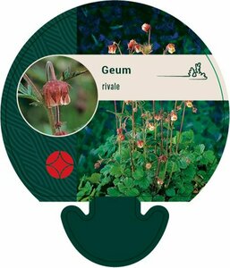 Geum rivale P9 - afbeelding 4