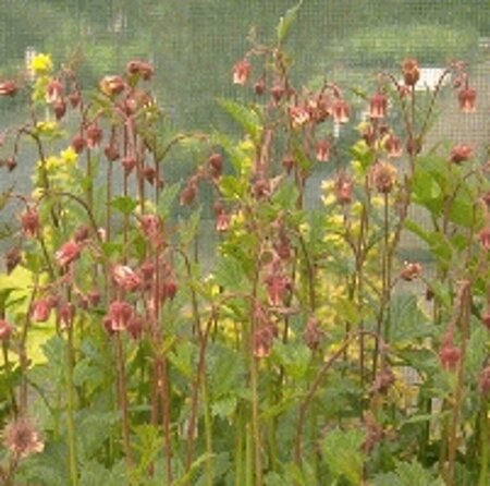 Geum rivale P9 - afbeelding 1