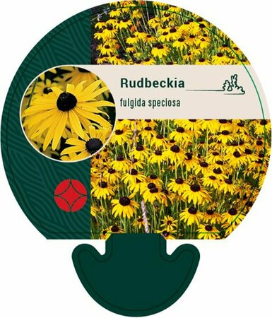 Rudbeckia fulgida speciosa P9 - afbeelding 3