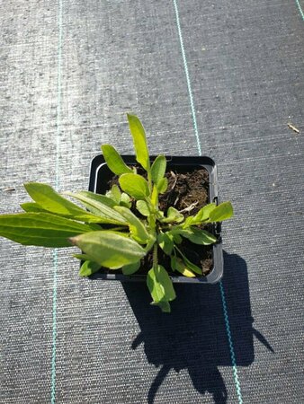 Rudbeckia fulgida speciosa P9 - afbeelding 2