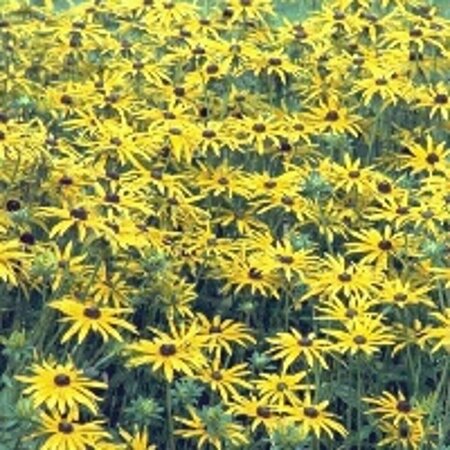 Rudbeckia fulgida speciosa P9 - afbeelding 1