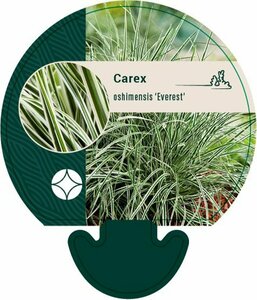 Carex oshimensis 'Everest' P9 - afbeelding 2