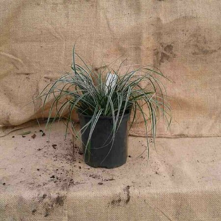 Carex oshimensis 'Everest' P9 - afbeelding 3
