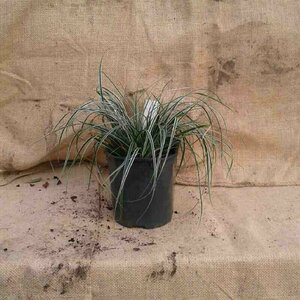 Carex oshimensis 'Everest' P9 - afbeelding 3